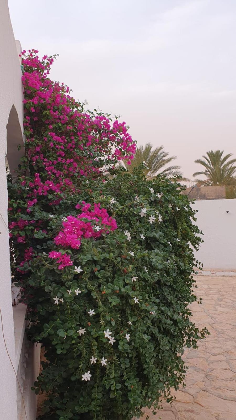 Residence Nour Дуз Екстер'єр фото